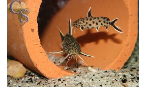 Synodontis petricola